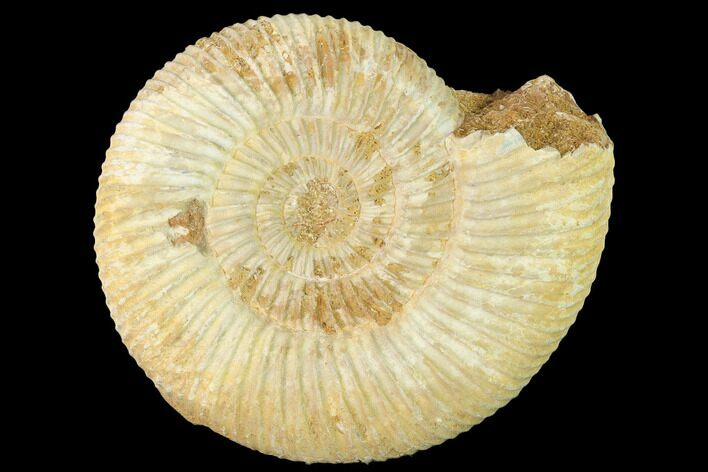 Jurassic Ammonite (Perisphinctes) Fossil - Madagascar #140413